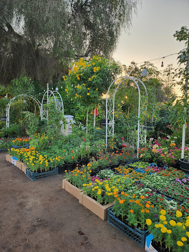 RR FOLWERS - Ras Al-Khaimah