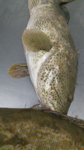 Al Sila Mina Fish Market - Abu Dhabi