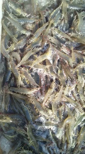 Opinii despre Fish market (wholesale section)in WaterFront market în Dubai - Hospitality and gastronomy