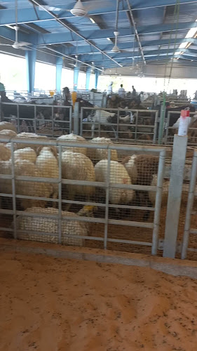 سوق المواشي أبوظبي