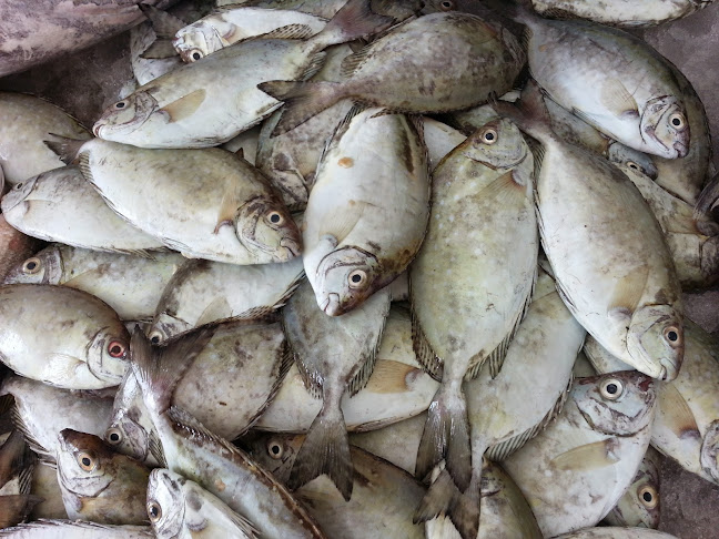 مطعم الجندي للاسماك - Aljundi Fish coking - Sharjah