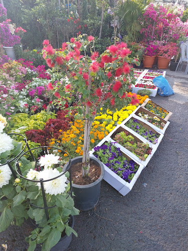 Comentarii opinii despre Emirates garden market