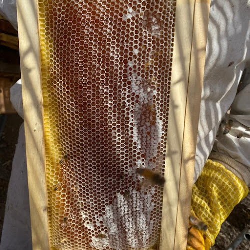 عسل طبيعي عسل سدر وعسل سمر 100% honey.rak - Hospitality and gastronomy